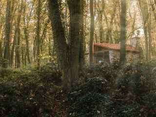 A House In The Woods